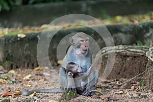 Monkey Mother And Child Live In Khao Kheow Open Zoo.