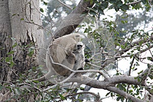 Monkey mother and child. Protect from beast