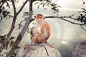 Monkey mother feeding her baby monkey in wild nature concept care in wild nature