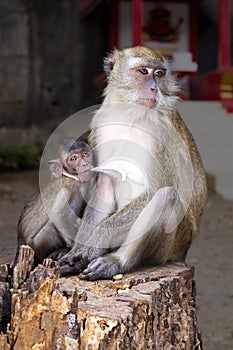 Monkey mother feeds her baby