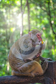 Monkey mother and her baby