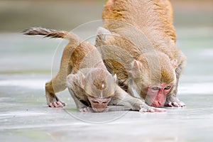 Monkey mother and her baby drinking water