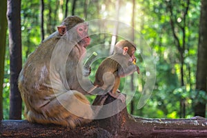 Monkey mother and her baby eating fruits