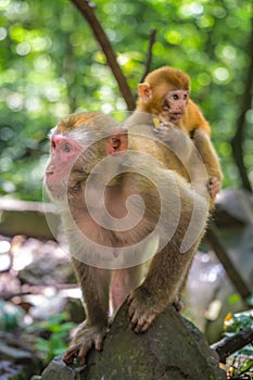 Monkey mother and her baby on a rock