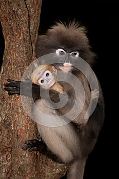 Monkey mother and her baby on tree ( Presbytis obscura reid ).