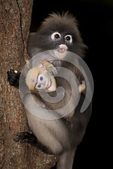 Monkey mother and her baby on tree ( Presbytis obscura reid ).