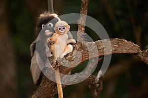 Monkey mother and her baby on tree ( Presbytis obscura reid ).