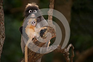 Monkey mother and her baby on tree ( Presbytis obscura reid ).