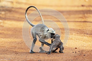 Monkey mother holding baby, Tadoba, Maharashtra, India