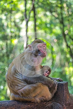 Monkey mother holding her baby