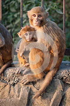 Monkey mother holding her baby near the temple in Kathmandu, Nepal. Monkeys in Kathmandu. Nepal. A small cute monkey