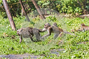 Monkey mother and its baby escaping