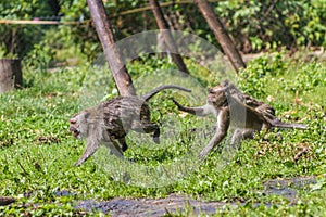 Monkey mother and its baby escaping