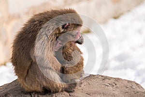 Monkey mother love