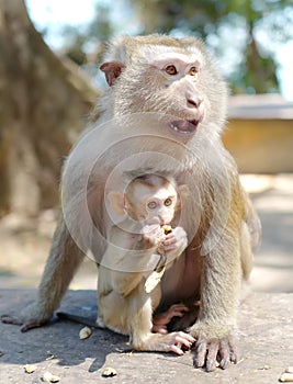 Monkey-mother and monkey-baby
