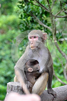 Monkey mother protect baby monkey