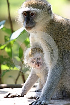 Monkey Mother protecting her Child