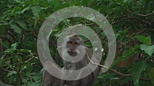 Monkey mother sitting on branch and baby jumping on tree at rainforest