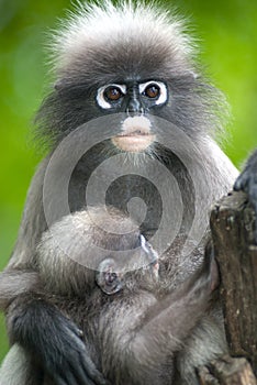 Monkey mother and son ( Presbytis Obscura Reid ).