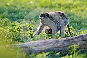 Monkey - mother with young babe. Wildlife scene from nature. Monkey in green. Vervet monkey, Chlorocebus pygerythrus, portrait of