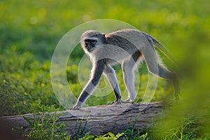 Monkey - mother with young babe. Wildlife scene from nature. Monkey in green. Vervet monkey, Chlorocebus pygerythrus, portrait of