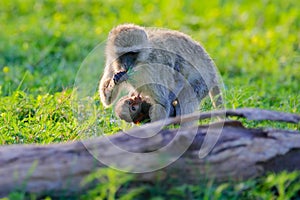 Monkey - mother with young babe. Wildlife scene from nature. Monkey in green. Vervet monkey, Chlorocebus pygerythrus, portrait of