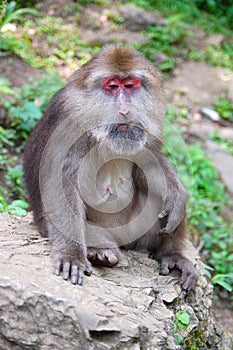 Monkey at Mount Emei