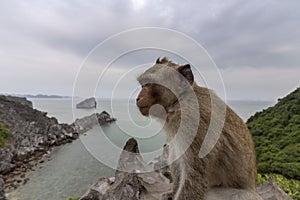 Monkey in mount top of island beach scenario Lan Ha bay, landmark destination, Cat Ba islands, Vietnam