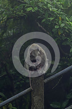 Monkey mum and its son standing on an rock