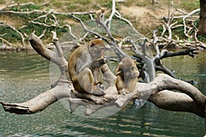 Monkey Mum and Monkey Baby