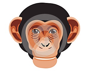 Monkey muzzle on a white background. Medical concept, fight against monkeypox virus.