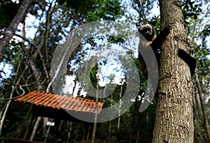 Monkey nail loose in nature