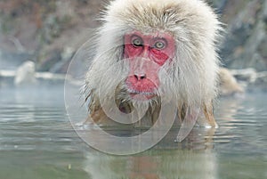 Monkey in a natural onsen (hot spring), located in Snow Monkey, Nagono Japan