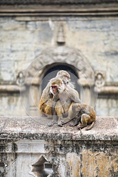 Monkey in nepal