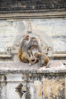 Monkey in nepal
