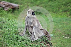 Monkey with baby