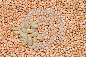 Monkey nut-Close up view of peanut or groundnut.