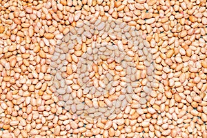 Monkey nut-Close up view of peanut or groundnut.