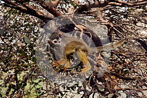 Monkey one Tree Wild Animals Capture close up