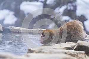 Monkey in onzen, Monkey onsen in a natural hot spring, located in Snow Monkey, Nagono Japan