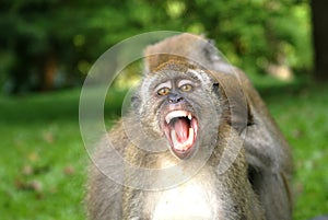 Monkey open his mouth