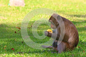 Monkey in the open zoo, Thailand