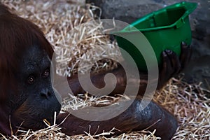 The monkey orangutan is lazily lying with a hard hat personifying unscrupulous builders, crooks asking for your money.