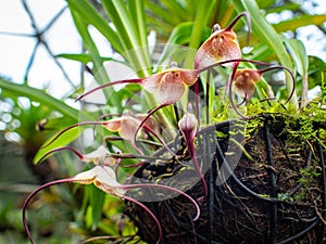 Monkey orchid (Dracula Simia), Rare Colombian Orchid photo