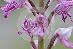 Monkey orchid flower