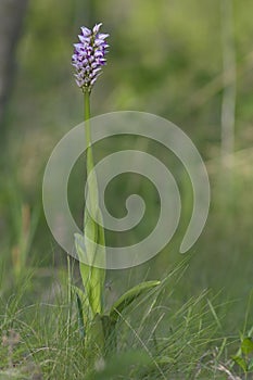 Monkey Orchid & x28;Orchis simia& x29;, wild flowers from Dobruja