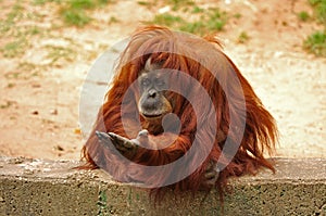 A monkey with an outstretched paw.