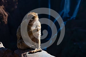 Monkey at Ouzoud waterfalls, Morocco