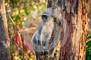 Monkey over trunk looking to the left