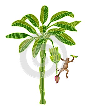 Monkey on palm tree